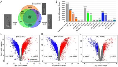 Molecular specializations underlying phenotypic differences in inner ear hair cells of zebrafish and mice